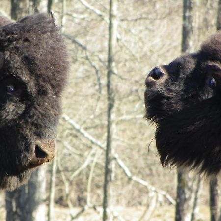 Parc Animalier Du Herisson Doucier Exterior foto