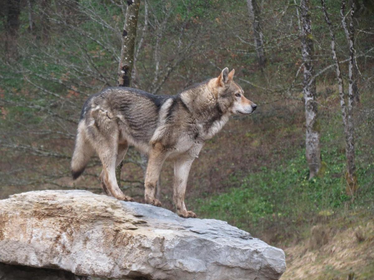 Parc Animalier Du Herisson Doucier Exterior foto