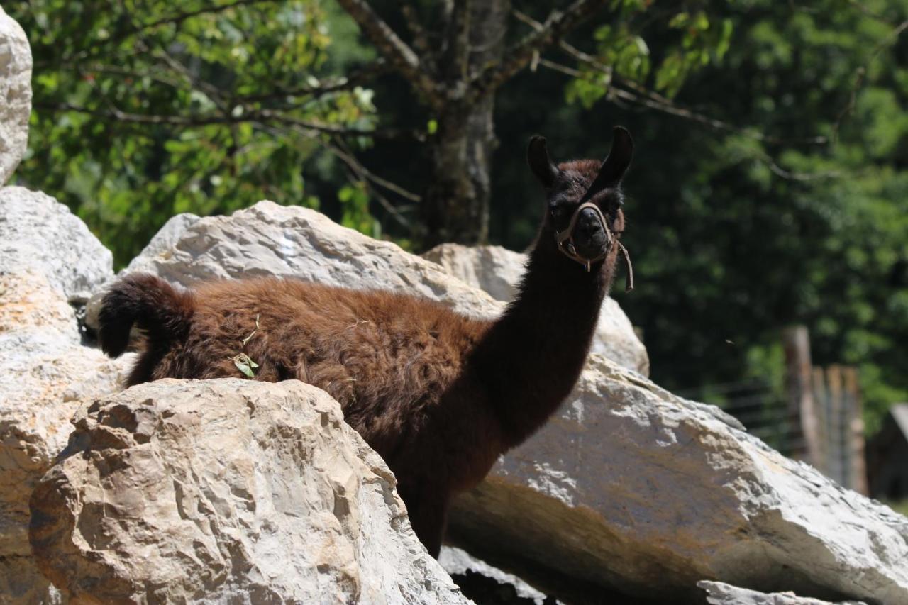 Parc Animalier Du Herisson Doucier Exterior foto